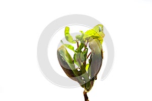 Close-up of a young sprout isolated on a white background with space for text. The concept of ecology and environmental