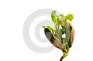 Close-up of a young sprout isolated on a white background with space for text. The concept of ecology and environmental