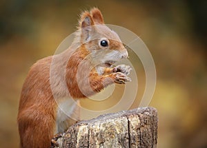 Close up of a young squirrel