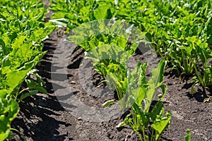 Close-up of young sugar beet plants in converging long rows. Agricultural field.