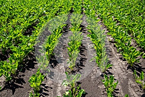 Close-up of young sugar beet plants in converging long rows. Agricultural field.