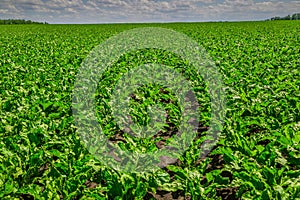 Close-up of young sugar beet plants in converging long rows. Agricultural field.