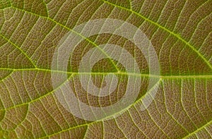Close up of a young teak Tectona grandis leaf, for background