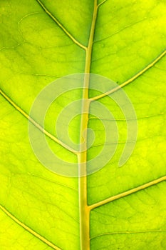Texture of A Young Terminalia Leaf photo