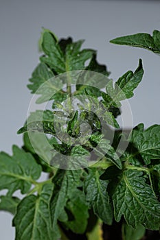 Close-up of young tomato plant with green leaves and buds on gray background