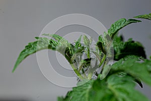 Close-up of young tomato plant with green leaves and buds on gray background