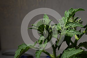 Close-up of young tomato plant with green leaves and buds on gray background