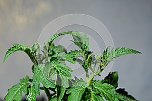 Close-up of young tomato plant with green leaves and buds on white background