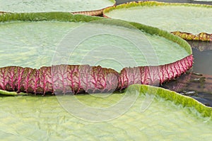 Close up young victoria waterlily leaf blooming float in lake