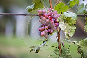 Close-up of young vine plant with green leaves and bright pink ripe grape cluster lit by sun on blurred sunny soft colorful copy