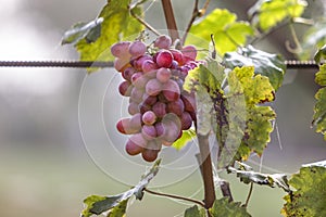 Close-up of young vine plant with green leaves and bright pink ripe grape cluster lit by sun on blurred sunny soft colorful copy