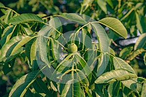 A close-up of young walnuts on the tree