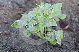 Young watermelon tree