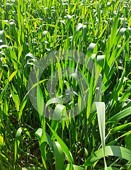 Close up young wheat crop in the field in sun light.