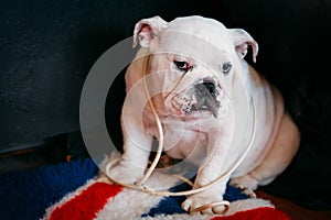 Close Up Young White English Bulldog Dog