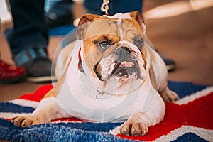 Close Up Young White English Bulldog Dog