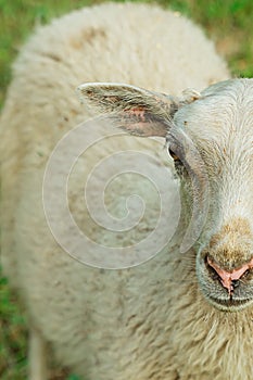 Close-up of a young white furry sheep standing in a meadow grazing livestock