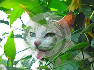 Close up of a young white and grey colour cat sitting in garden plants