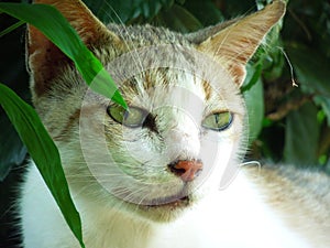 Close up of a young white and grey colour cat sitting in garden plants