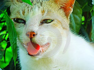 Close up of a young white and grey colour cat sitting in garden plants