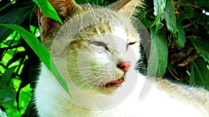 Close up of a young white and grey colour cat sitting in garden plants