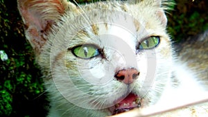 Close up of a young white and grey colour cat sitting in garden plants