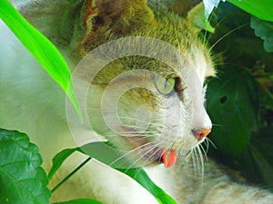 Close up of a young white and grey colour cat sitting in garden plants. White cat close-up.