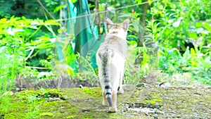 Close up of a young white and grey colour cat walking in garden plants