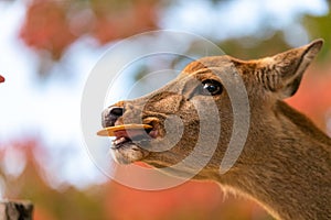 A close up of a young wild deer eating a cracker, human interaction, feeding at Nara Park Japan in Kyoto