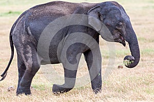 Close up of young wild Indian elephant with trunk full of grass