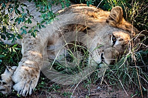 Young wild male lion laying in grass nearly asleep - closeup