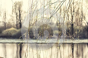 Close up young willow twigs hanging over river concept photo