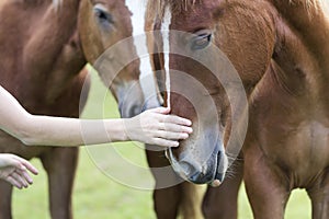 Close-up of young woman hand caressing beautiful chestnut horse head on blurred green sunny summer background. Love to animal, car