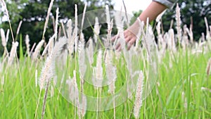 Close up of young woman hand that touching of grass flower. Love nature concept.