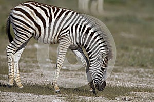 Close-up of a young zebra