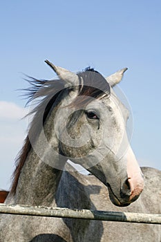 Close-up of a youngster horse in summer paddock