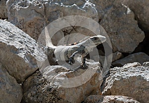 Close-up of a Yucatan iguana is a species of lizard from the Iguanidae family, Edzna, Mexico photo