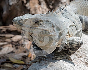 Close-up of a Yucatan iguana is a species of lizard from the Iguanidae family, Edzna, Mexico photo