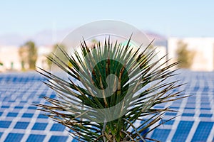 Close up. Yucca palm. Blurred solar power electric generating system and facility in background