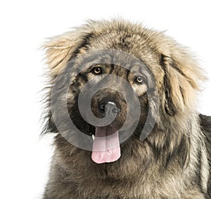 Close-up of a Yugoslav Shepherd Dog panting, 1 year old