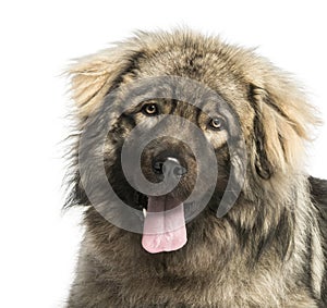 Close-up of a Yugoslav Shepherd Dog panting, 1 year old photo