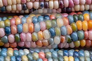 Close up of Zea Mays gem glass cobs of corn with rainbow coloured kernels, grown on an allotment in London UK.