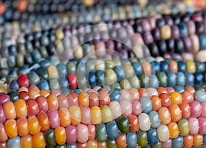 Close up of Zea Mays gem glass cobs of corn with rainbow coloured kernels, grown on an allotment in London UK.