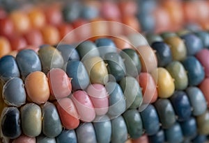 Close up of Zea Mays gem glass cobs of corn with rainbow coloured kernels, grown on an allotment in London UK.