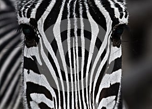 Close up zebra