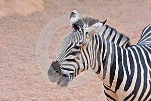 Close-up of zebra
