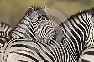 Close-up of zebra in Botswana