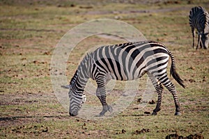 Close up of a zebra eating and grazing on grass - Amboseli National Park Kenya, Africa