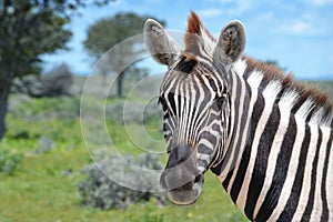 Close-up of zebra in Etosha National Park in Namibia, Africa