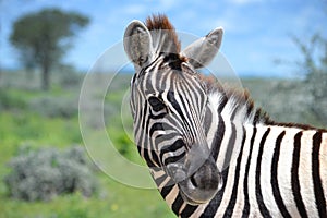 Close-up of zebra in Etosha National Park in Namibia, Africa